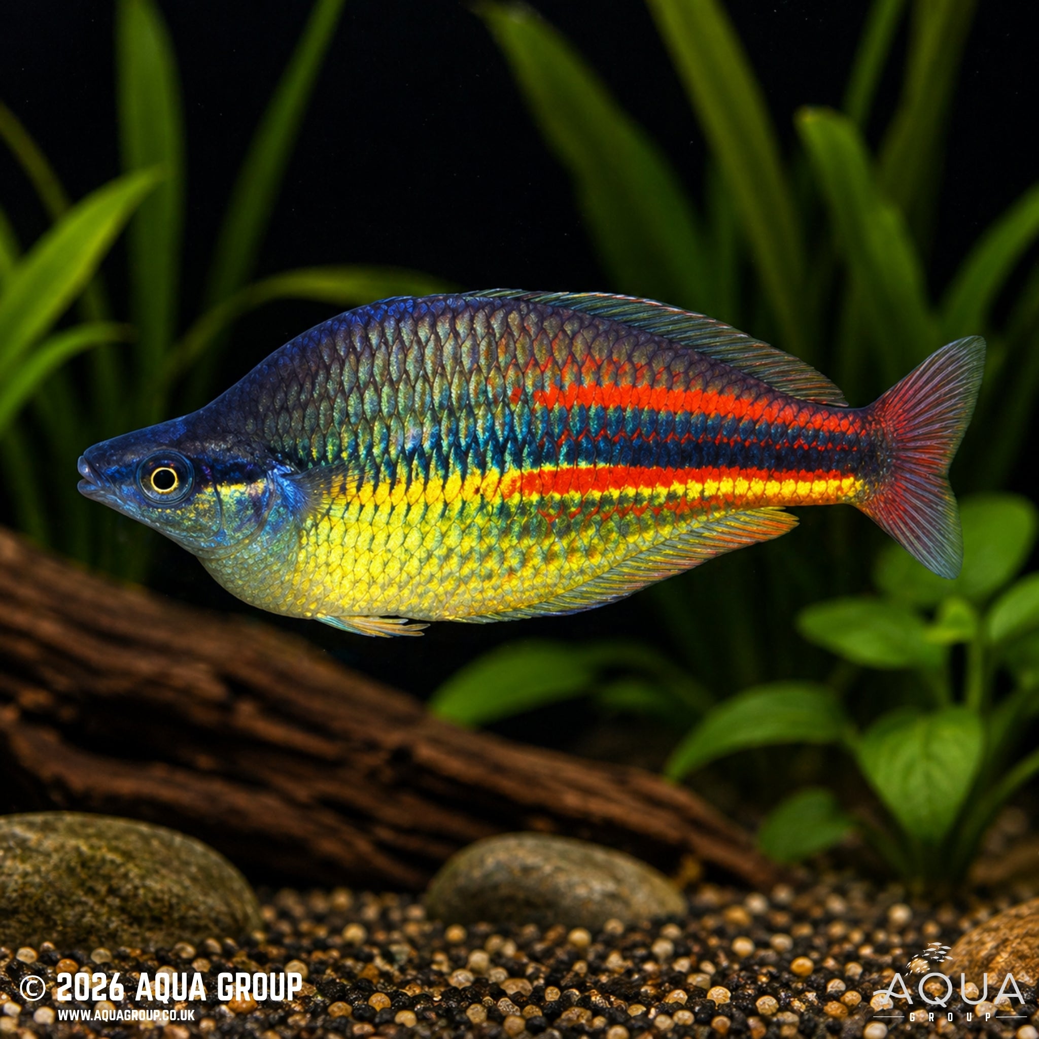 Pagwi Rainbowfish