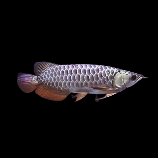Pahang Sapphire Blue Crossback Arowana Scleropages formosus 20cm - Real Aquatics
