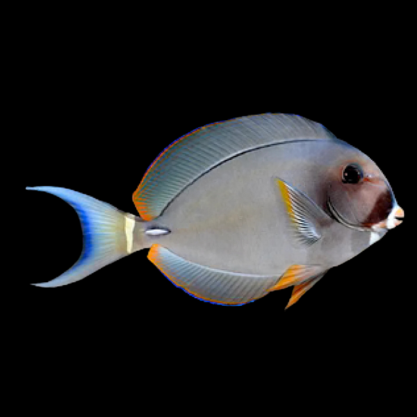 Pale Lip Tang Acanthurus Leucocheilus - Real Aquatics