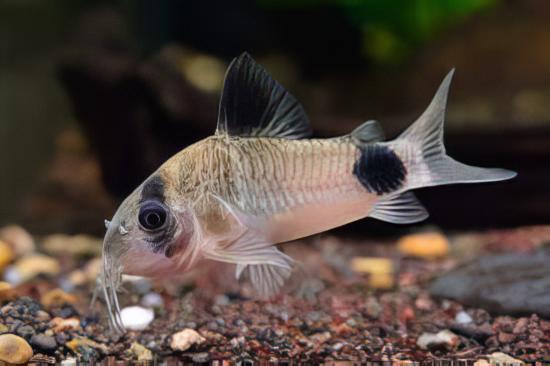 Panda Corydoras Panda 3cm Catfish - Real Aquatics