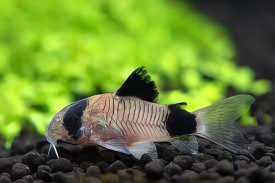 Panda Corydoras Panda 3cm Catfish - Real Aquatics