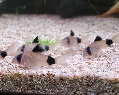 Panda Corydoras Panda 3cm Catfish - Real Aquatics