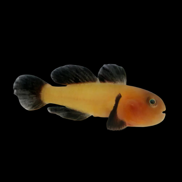 Panda Nano Goby Paragobiodon Lacunicolus - Real Aquatics