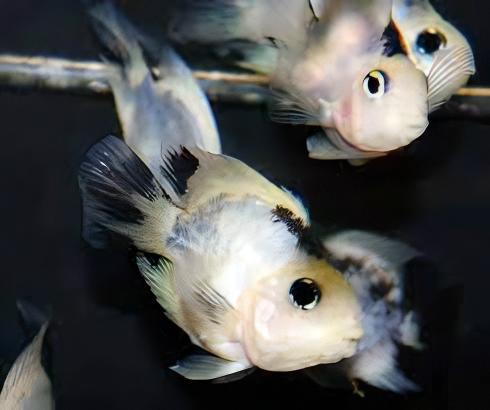 Panda Parrot Fish Hybrid Amphilophus Citrinellus Vieja melanurus 5cm - Real Aquatics