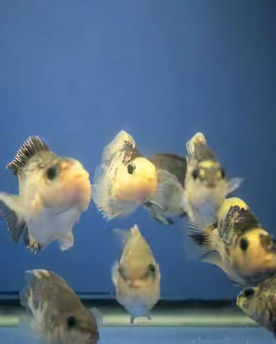Panda Baby Parrot Fish Hybrid Amphilophus Citrinellus Vieja melanurus 3cm - Real Aquatics