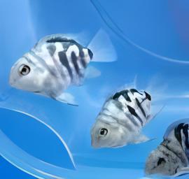 Panda Parrot Fish Hybrid Amphilophus Citrinellus Vieja melanurus 5cm - Real Aquatics