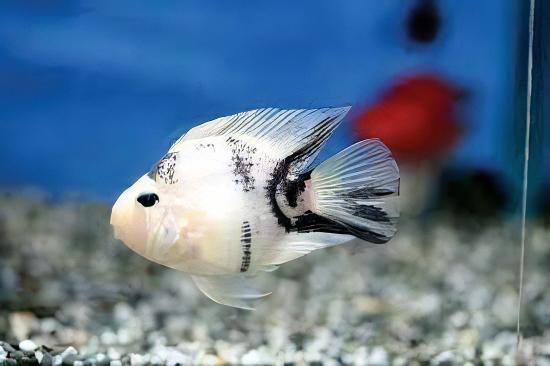 Panda Parrot Fish Hybrid Amphilophus Citrinellus Vieja melanurus 5cm - Real Aquatics