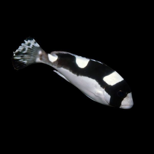 Panda Sweetlips Plectorhinchus Picus - Real Aquatics