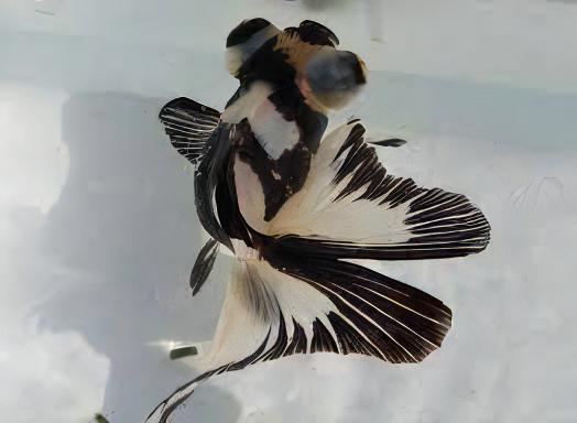 Panda Telescope Butterfly Moor Goldfish Carassius Auratus - Real Aquatics
