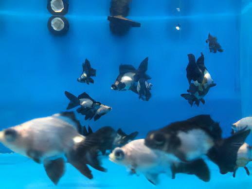 Panda Telescope Butterfly Moor Goldfish Carassius Auratus - Real Aquatics