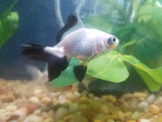 Panda Telescope Butterfly Moor Goldfish Carassius Auratus - Real Aquatics