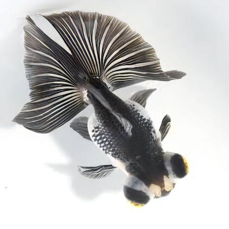 Panda Telescope Butterfly Moor Goldfish Carassius Auratus - Real Aquatics