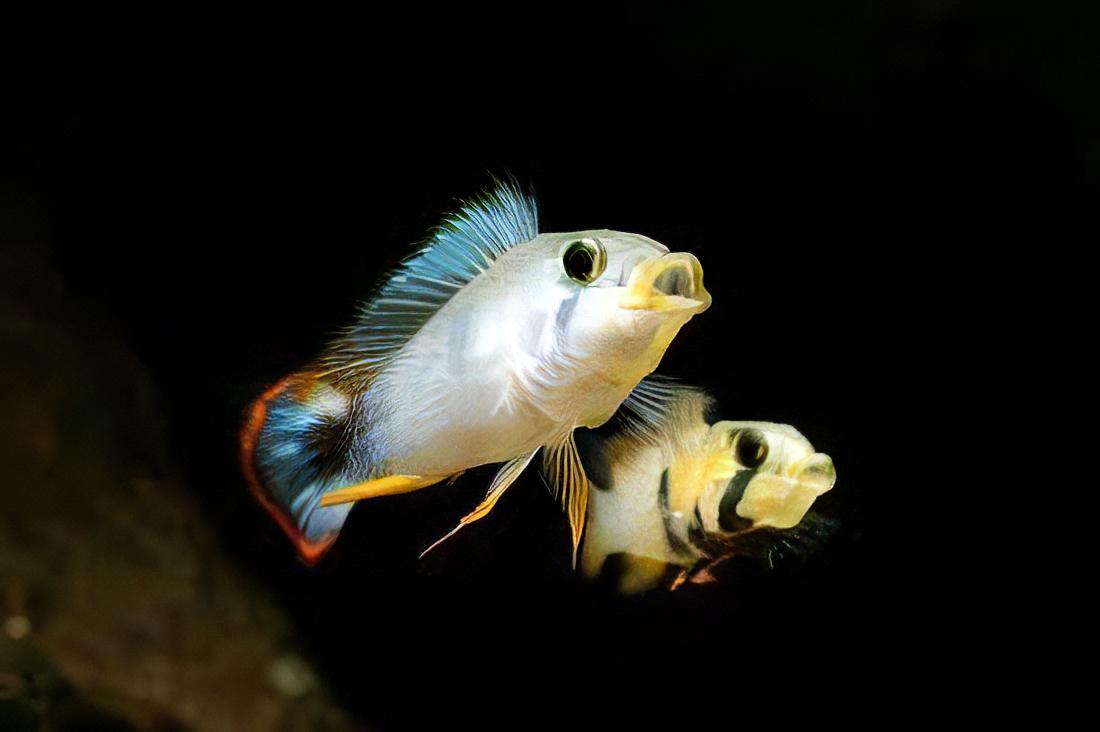 Apistogramma Pandourini 3cm
