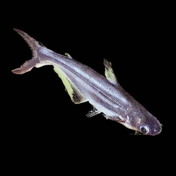 Pangasius Catfish Pangasius Sutchi 5cm - Real Aquatics