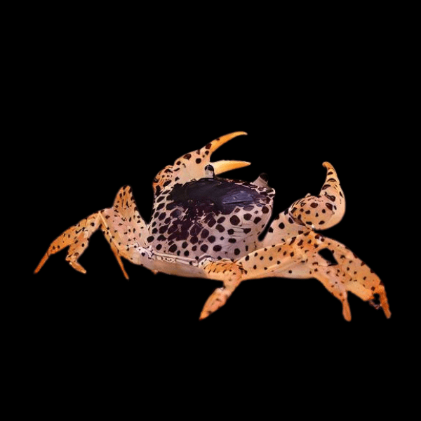Panther Crab Parathelphusa Pantherina 3cm - Real Aquatics