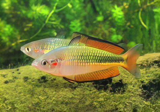 Papua Rainbow Fish Melanotaenia Papuae 5cm - Real Aquatics