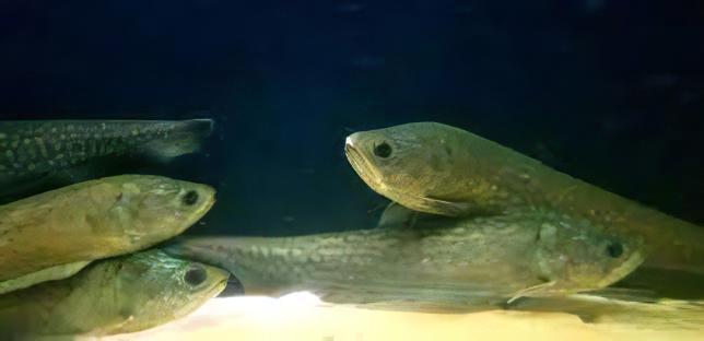 Giant Marbled Reticulated Arowana Knife Fish Papyrocranus Afer 10cm - Real Aquatics