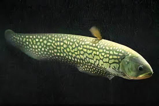 Giant Marbled Reticulated Arowana Knife Fish Papyrocranus Afer 10cm - Real Aquatics
