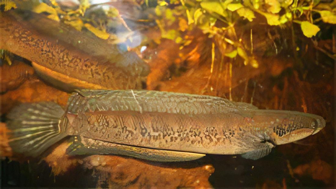African Snakehead Parachanna Africana 10cm - Real Aquatics