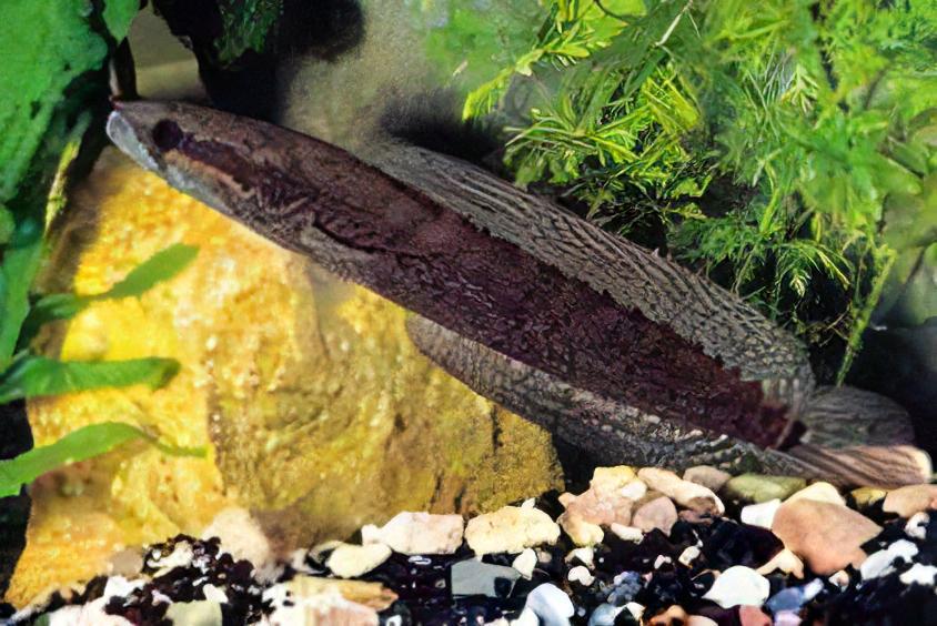 African Snakehead Parachanna Africana 10cm - Real Aquatics