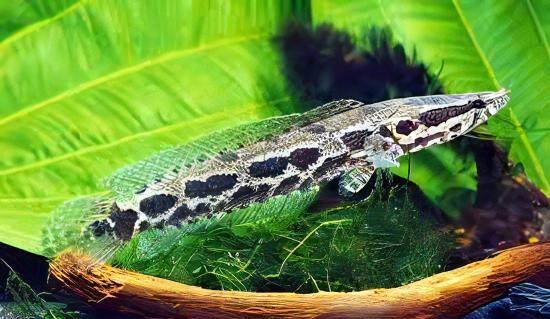 African Obscure Snakehead Parachanna Obscura