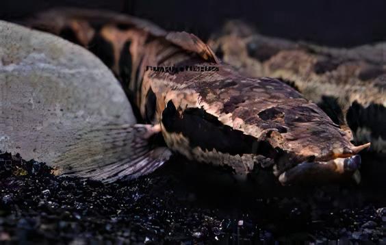 African Obscure Snakehead Parachanna Obscura