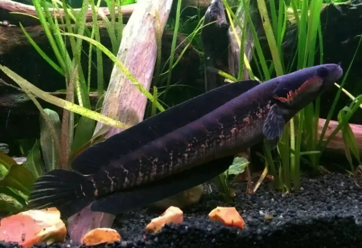 African Snakehead Parachanna Africana 10cm - Real Aquatics