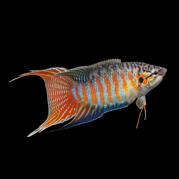 Paradise Fish Macropodus Opercularis 4cm - Real Aquatics