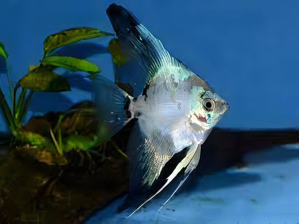 Paraiba Ghost Angelfish Pterophyllum Scalare 5cm - Real Aquatics