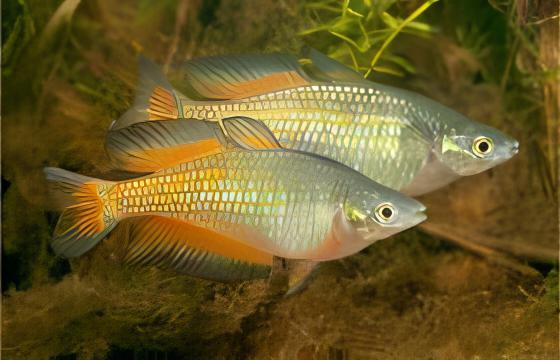 Parkinsoni Rainbow Fish Melanotaenia Parkinsoni 5cm - Real Aquatics