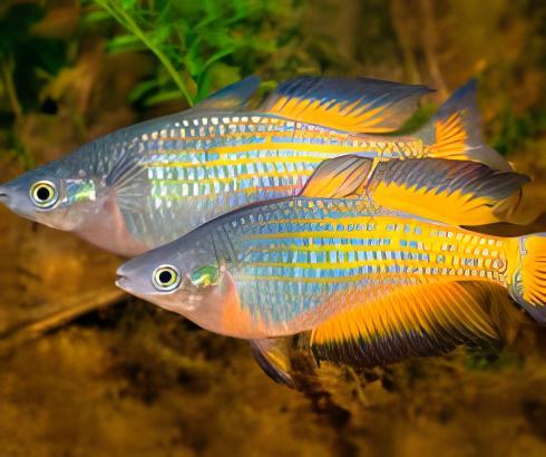 Parkinsoni Rainbow Fish Melanotaenia Parkinsoni 5cm - Real Aquatics