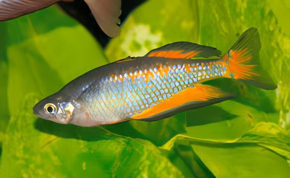 Parkinsoni Rainbow Fish Melanotaenia Parkinsoni 5cm - Real Aquatics