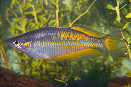 Parkinsoni Rainbow Fish Melanotaenia Parkinsoni 5cm - Real Aquatics