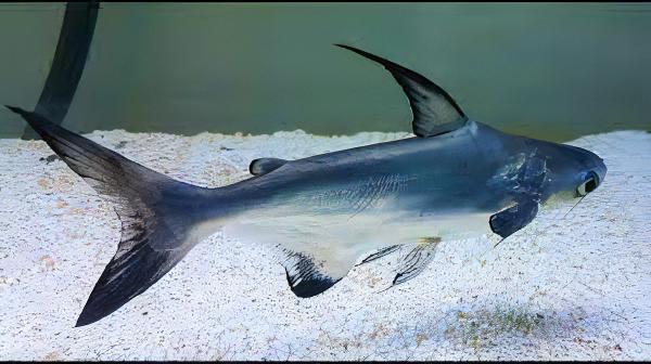 Paroon Shark Hi Fin Pangasius Sanitwongsei 5cm - Real Aquatics