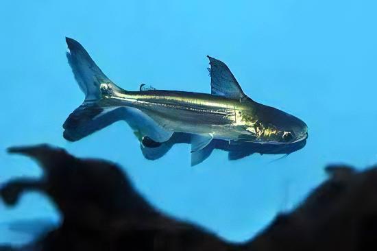 Paroon Shark Hi Fin Pangasius Sanitwongsei 5cm - Real Aquatics