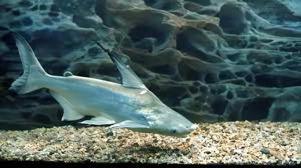 Paroon Shark Hi Fin Pangasius Sanitwongsei 5cm - Real Aquatics