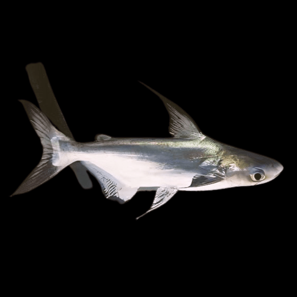 Paroon Shark Hi Fin Pangasius Sanitwongsei 5cm - Real Aquatics