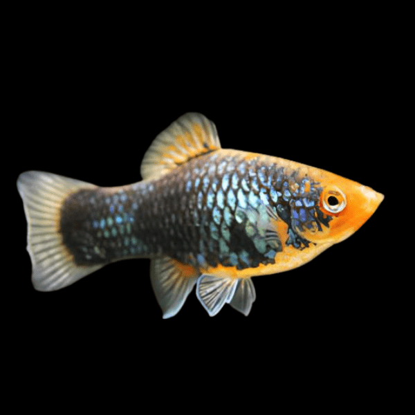 Parrot Platy Xiphophorus Maculatus 3cm - Real Aquatics