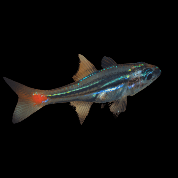 Parvulus Red Spot Cardinal Ostorhinchus Parvulus - Real Aquatics