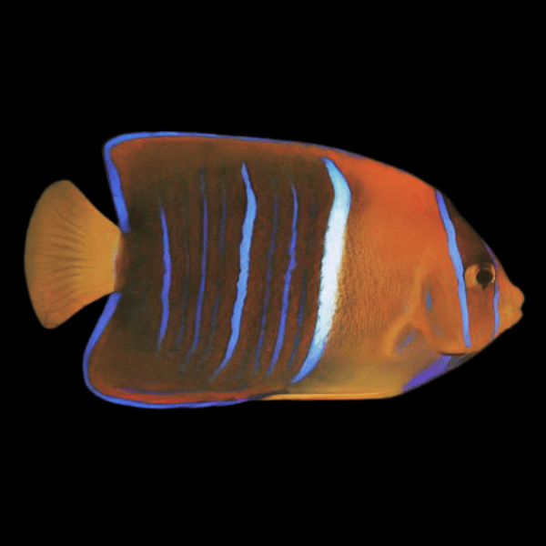 Passer King Angelfish Holacanthus Passer - Real Aquatics