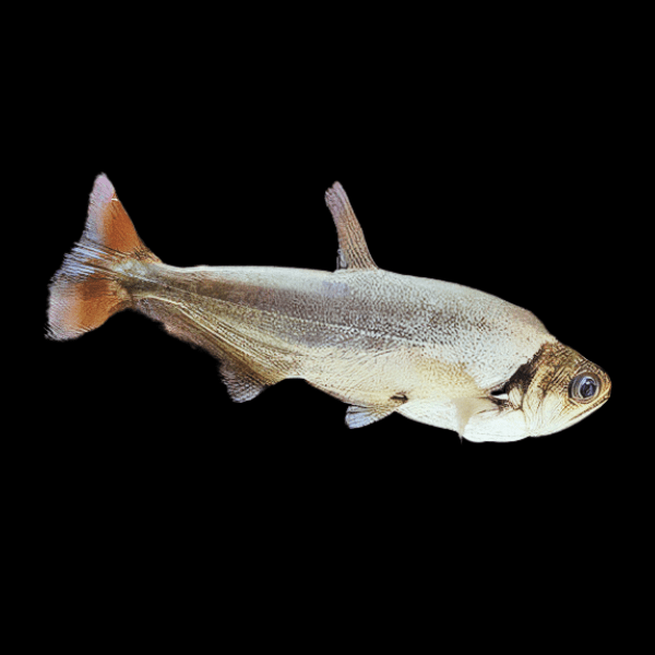 Payara Vampire Tetra Red Tail Hydrolycus Scomberoides 10cm - Real Aquatics