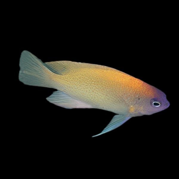 Peach Damsel Chrysiptera Rex - Real Aquatics