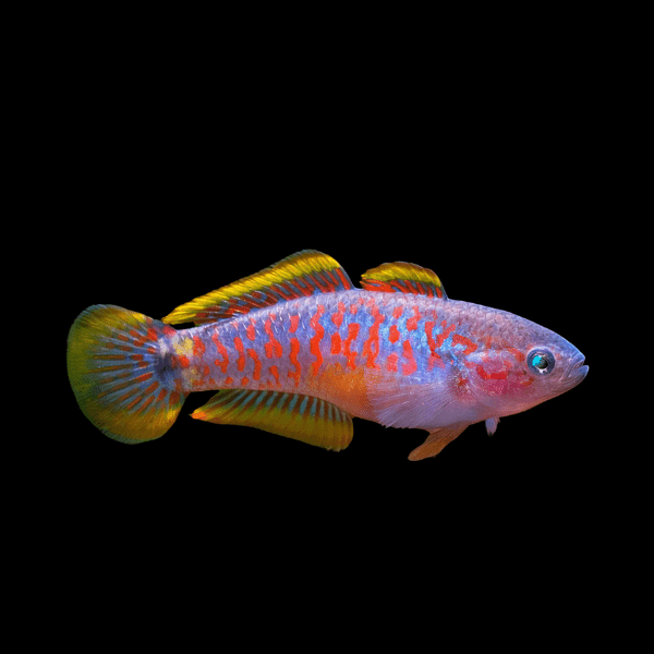 Peacock Goby Tateurndina Ocellicauda 4cm - Real Aquatics