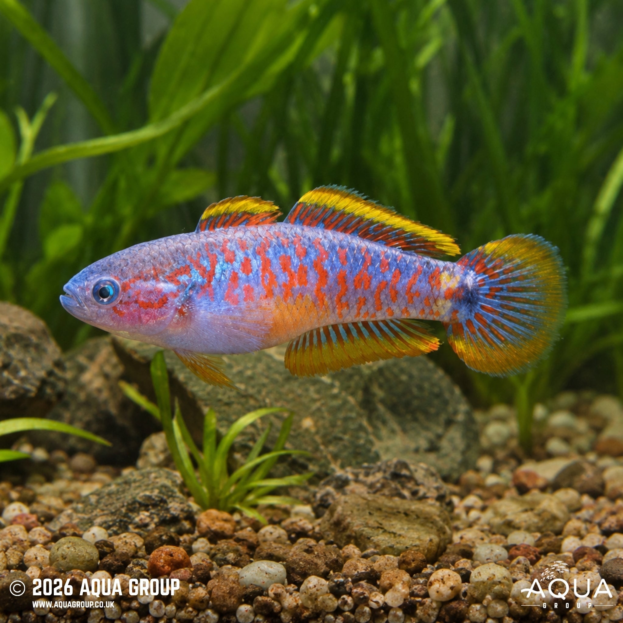 Peacock Goby (Tateurndina ocellicauda)