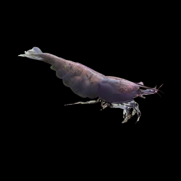 Pearl Black Shrimp Neocaridina Zhangjiajiensis 2cm - Real Aquatics