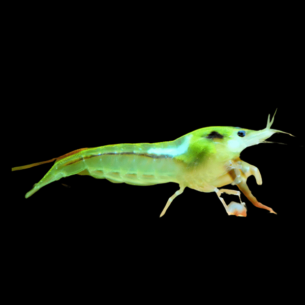 Pearl Green Shrimp Neocaridina Zhangjiajiensis 2cm - Real Aquatics