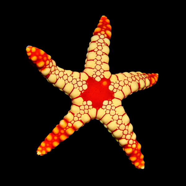 Pearl Starfish Fromia cf Monilis - Real Aquatics