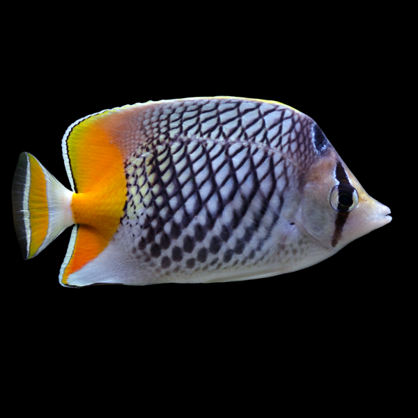 Pearlscale Butterfly Fish Chaetodon Xanthurus - Real Aquatics