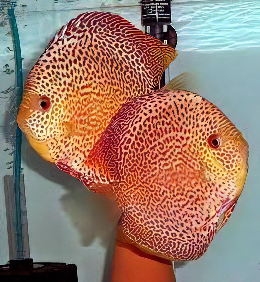 Penang Eruption Discus - Real Aquatics