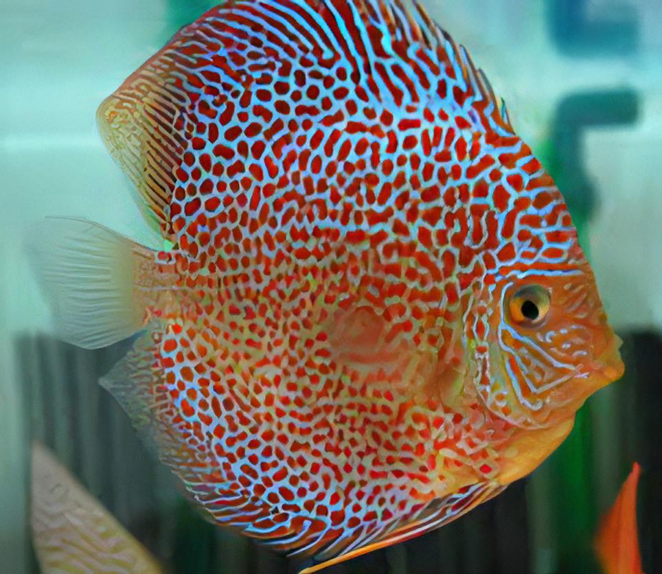 Penang Eruption Discus - Real Aquatics